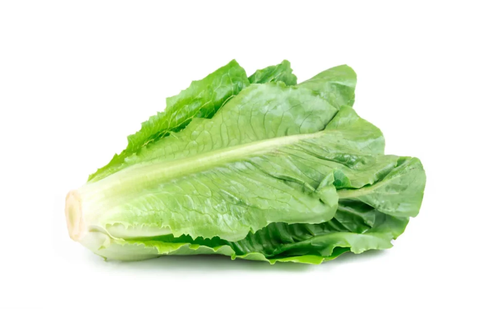 1 tête de romaine